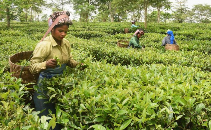 ita says Tea production will increase only when workers’ quality of life betters